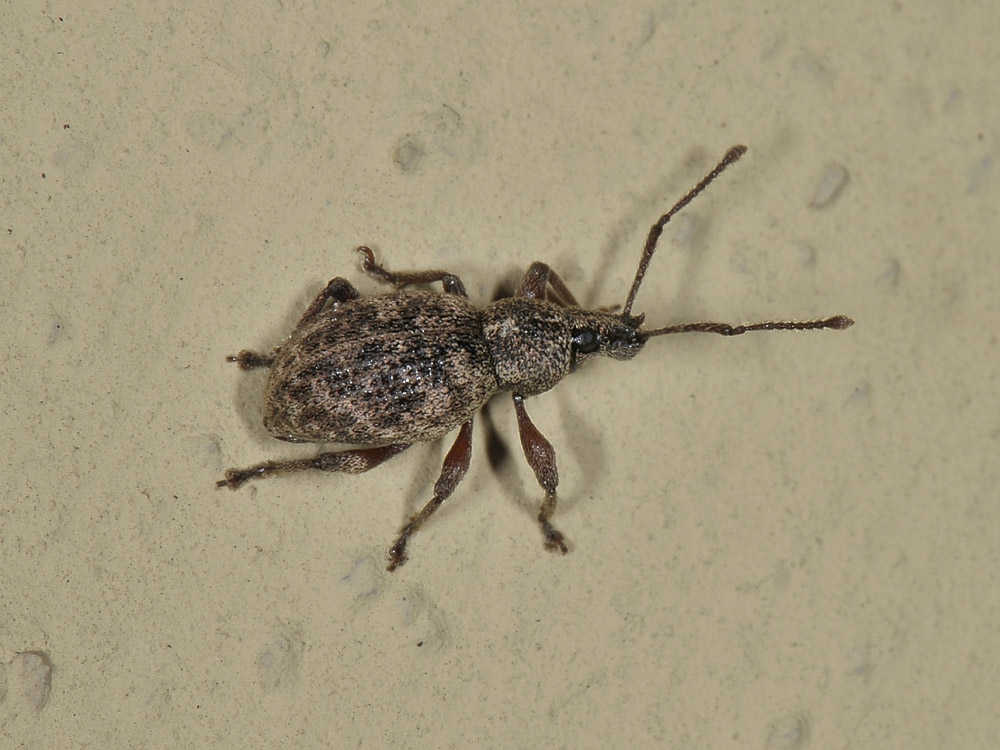 Otiorhynchus (Satnalistus) duinensis - Curculionidae